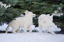 Hope - Wspolne zabawy szczeniat 11 tygodni
